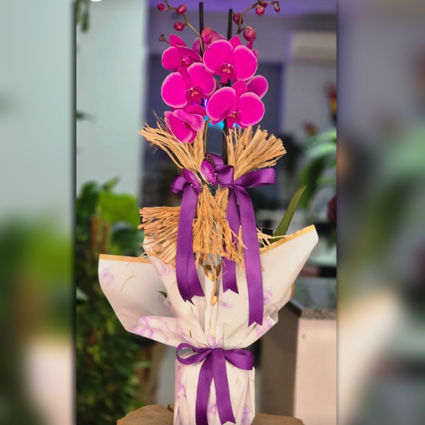  Antalya Çiçek Pembe orkide